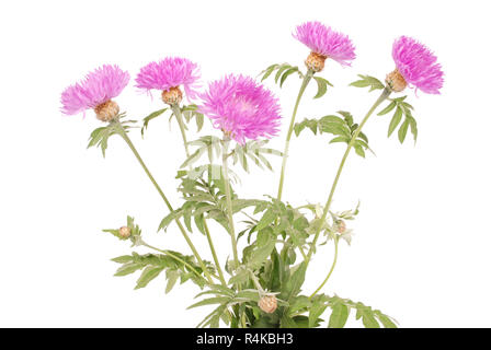 Blumen von centaurea dealbata isoliert auf eine weiße, Nahaufnahme Stockfoto