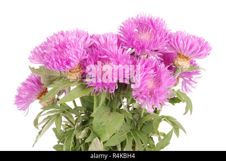 Blumen von centaurea dealbata isoliert auf eine weiße, Nahaufnahme Stockfoto