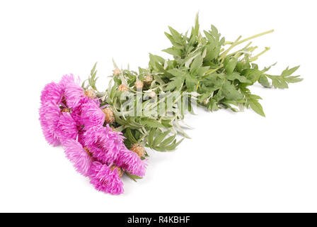 Blumen von centaurea dealbata isoliert auf eine weiße, Nahaufnahme Stockfoto