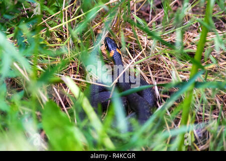 Die ringelnatter oder Natrix natrix auf dem Boden Stockfoto