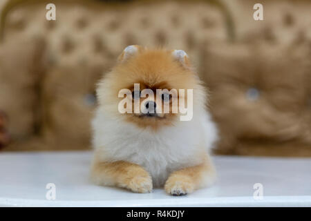 Pomerian Hund Polo Stockfoto