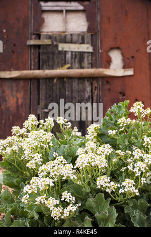 Sea Kale (Crambe maritime) am Fisherman's Beach, Dungeness, Kent GROSSBRITANNIEN Stockfoto