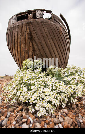 Sea Kale (Crambe maritime) am Fisherman's Beach, Dungeness, Kent GROSSBRITANNIEN Stockfoto