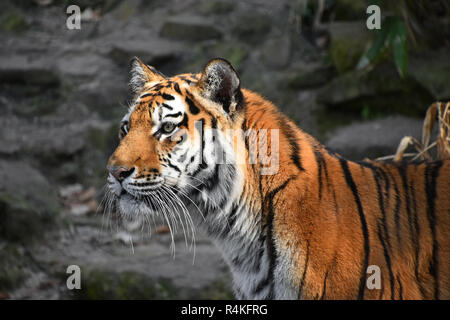 Nahaufnahme Seite Portrait von Sibirischen Amur Tiger Stockfoto