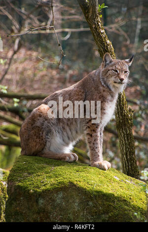 Eurasischen Luchses auf die Motten Stein im Wald Stockfoto