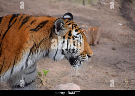 Nahaufnahme Seite Portrait von Sibirischen Amur Tiger Stockfoto