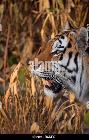 Nahaufnahme Seite Portrait von Sibirischen Amur Tiger Stockfoto