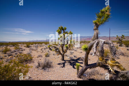 Joshua Tree in Mojave Desert, Nevada, USA Stockfoto