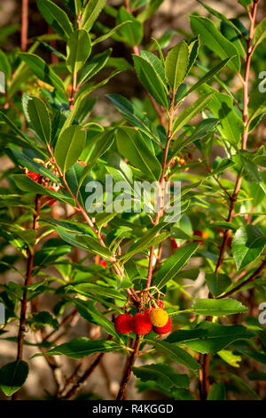 Arbutus unedo oder Erdbeerbaum auch bekannt als Killarney Strawberry Tree im Killarney National Park, County Kerry, Irland. Stockfoto