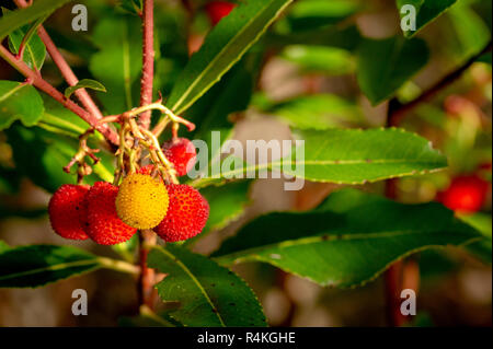 Arbutus unedo oder Erdbeerbaum reife Früchte auch bekannt als Killarney Erdbeerbaum im Killarney National Park, County Kerry, Irland. Stockfoto