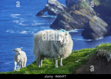 Weiße Schafe Mutterschaf und Lamm am Meer auf einer Klippe am Naturschutzgebiet Hermaness, Unst, Shetlandinseln, Schottland, Großbritannien Stockfoto