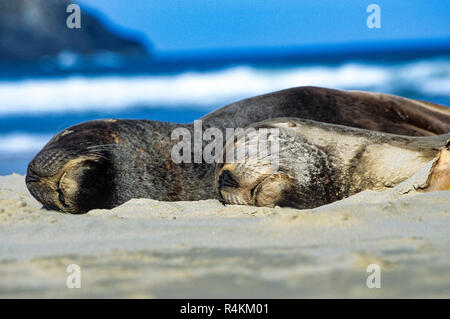 Ein Nickerchen, Nahaufnahme, Detail von zwei Neuseeländische Seelöwen (Phocarctos hookeri) Schlafen am Strand von Surat Bay, (Gescannte Fujichrome Transparenz) Stockfoto