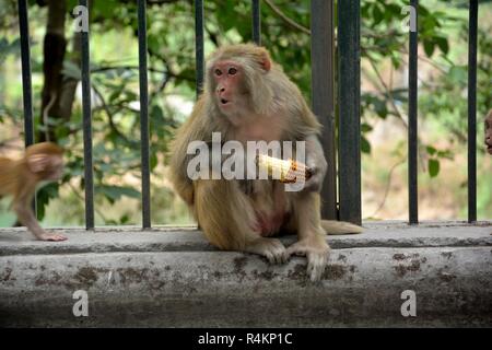 Ein Affe (Rhesus macaque) sitzt auf einer Straße Mauer mit Grills und Essen Mais (Zea mays), während sein Baby kommt in den Touristen vor Ort. Stockfoto