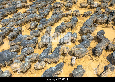 In der Nähe von Hamelin Pool Stromatolithen mit Ebbe eine geschützte Meeresschutzgebiet in Shark Bay, Western Australia. Natürliche Hintergrund. Stockfoto