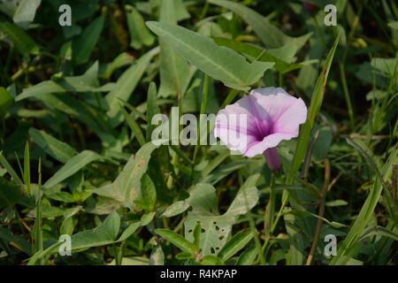 Eine einzige schöne rosa gefärbte Wasser Spinat Blüte mit grünen Blättern wachsen in Wild. Die wissenschaftliche Klassifizierung Ipomoea aquatica Stockfoto