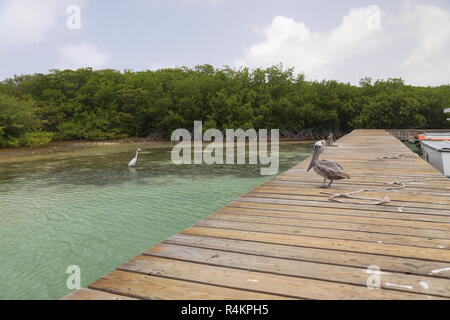 Pelikan Pelecanidae Vogel Karibik Küste Stockfoto