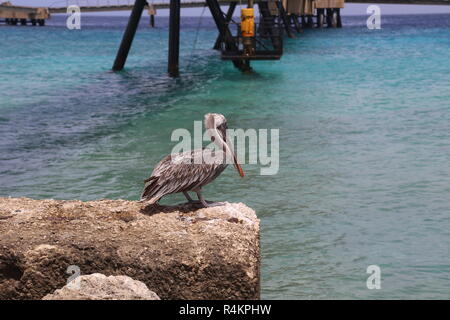 Pelikan Pelecanidae Vogel Karibik Küste Stockfoto