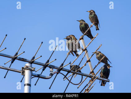 Gemeinsame Stare (Sturnus vulgaris) auf einem TV-Antenne (Fernsehen Antenne) im Herbst mit blauem Himmel in West Sussex, England, Großbritannien thront. Stockfoto