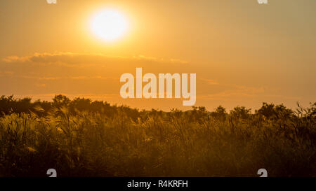 Goldene Weizen Feld in der Toskana bei Sonnenuntergang Stockfoto