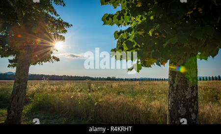 Goldene Weizen Feld in der Toskana mit Sun Flare Stockfoto