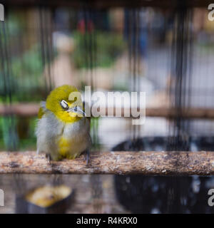 Bunten Käfigen zum Verkauf an den Vogelmarkt in Yogyakarta, Java, Indonesien. Stockfoto