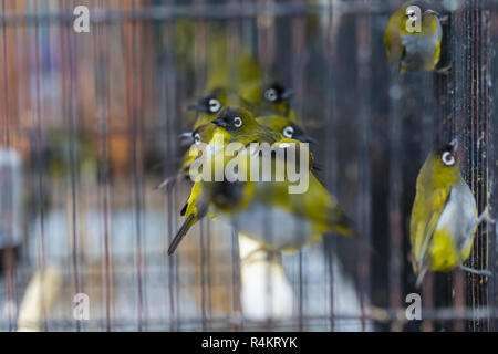 Vögel auf dem Pasar Ngasem Markt in Yogyakarta, Zentral-Java, Indonesien. Stockfoto