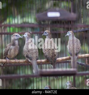 Vögel auf dem Pasar Ngasem Markt in Yogyakarta, Zentral-Java, Indonesien. Stockfoto