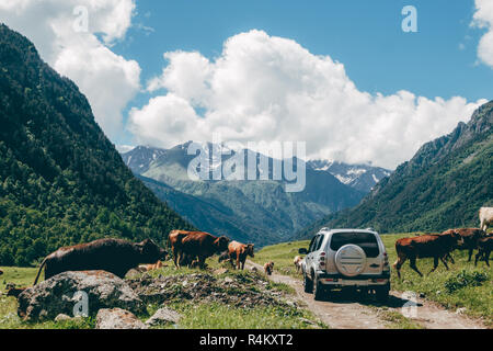 Offroad suv Jeep Touren in die Berge Landschaft. Kühe Herde Stockfoto