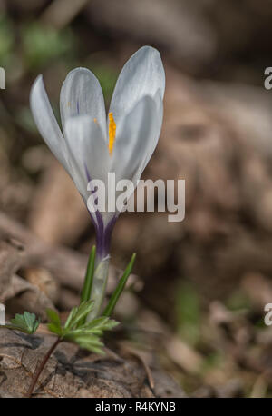 Stockfoto