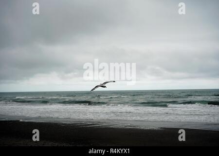 Möwe das Fliegen über den Strand an einem bewölkten Tag grau, Neuseeland Südinsel Stockfoto