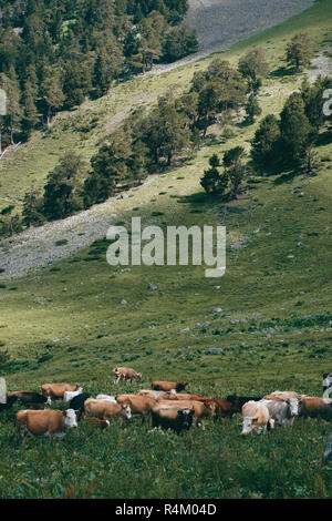 Kühe Herde steht im Tal am Grünen Hügel Hintergrund Stockfoto