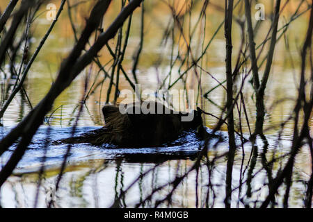 Wildschwein in Wasser. Donaudelta, Rumänien Stockfoto