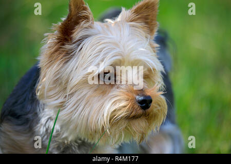 Süße kleine Yorkshire Terrier Stockfoto