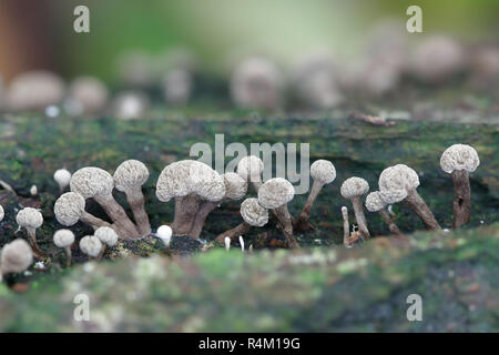 Bockshornklee Phleogena faginea stalkball Pilz, Stockfoto