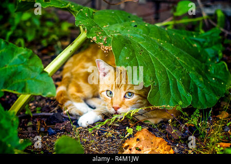 Eine rot-weiß getigerte Katze liegt versteckt unter einem großen Rhabarberblatt in einem Garten in Grevenbroich, Deutschland. 25. September 2011. Stockfoto