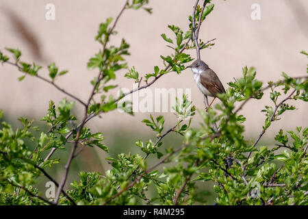 Lesser Whitethroat (Sylvia curruca) in einem Weißdorn-Baum gehockt Stockfoto