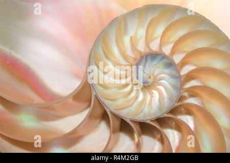 Nautilus Muschel Fibonacci Symmetrie Kreuz Schnitt spiralförmige Struktur Wachstum golden ratio Stockfoto