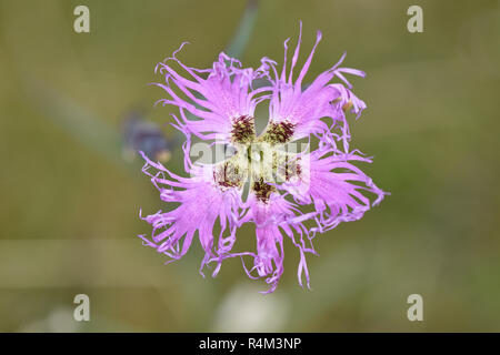Fransen Rosa - Dianthus superbus Stockfoto