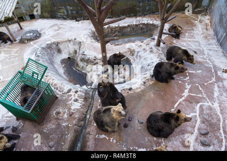 Bär im Zoo Park Stockfoto