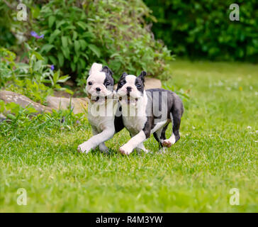 Zwei junge Boston Terrier Hunde, Welpen schwarz mit weißen Abzeichen, laufen Seite an Seite und mit einem Stick zusammen Stockfoto