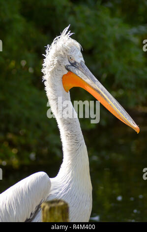 Pelikan vor einem Grove Stockfoto