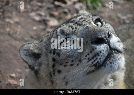 Close up Portrait von Snow Leopard Stockfoto