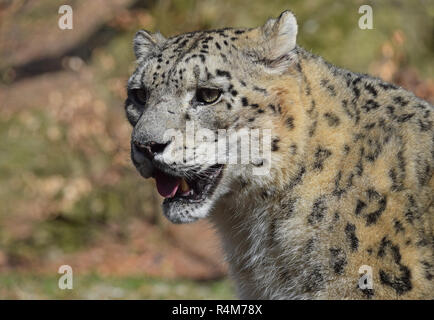 Close up Portrait von Snow Leopard Stockfoto