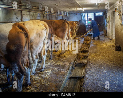 Die Landwirte Frau Reinigung der Kuhstall auf einem alten rustikalen Molkerei in Niederösterreich Stockfoto