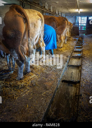 Die Landwirte Frau Melken der Kühe im Kuhstall auf einem alten rustikalen Molkerei in Niederösterreich Stockfoto