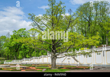 Alte Eiche im Frühling Kadriorg Park, Tallinn, Estland Stockfoto