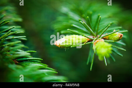 Zweig der Fichte mit Sprossen im Frühling, close-up Stockfoto