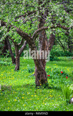 Die alten Apfelgarten im Frühling, Nahaufnahme Stockfoto