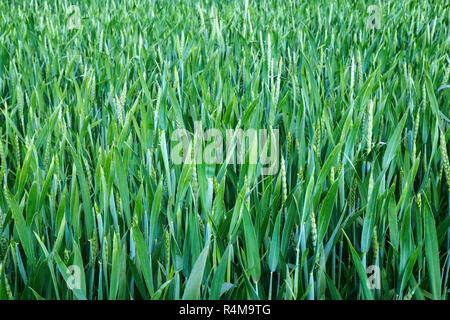 Weizen auf Feld, close-up. Stockfoto