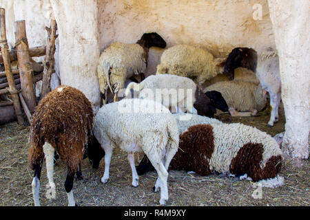 Verschiedene Schafrassen in einem Replikat 1. Jahrhundert Schafstall in Nazareth Village Israel. Dieses Dorf Erfahrung ist entworfen, um die Besucher zu einem Gefühl von t geben Stockfoto